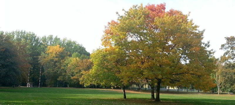 Farben im Herbst auf der Peißnitzinsel in Halle