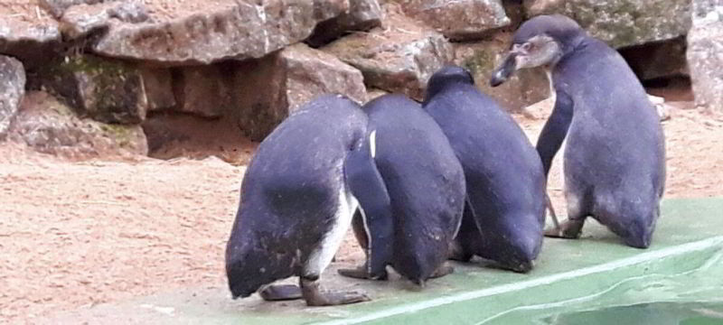 Pinguine Kommunikation Datenschutz